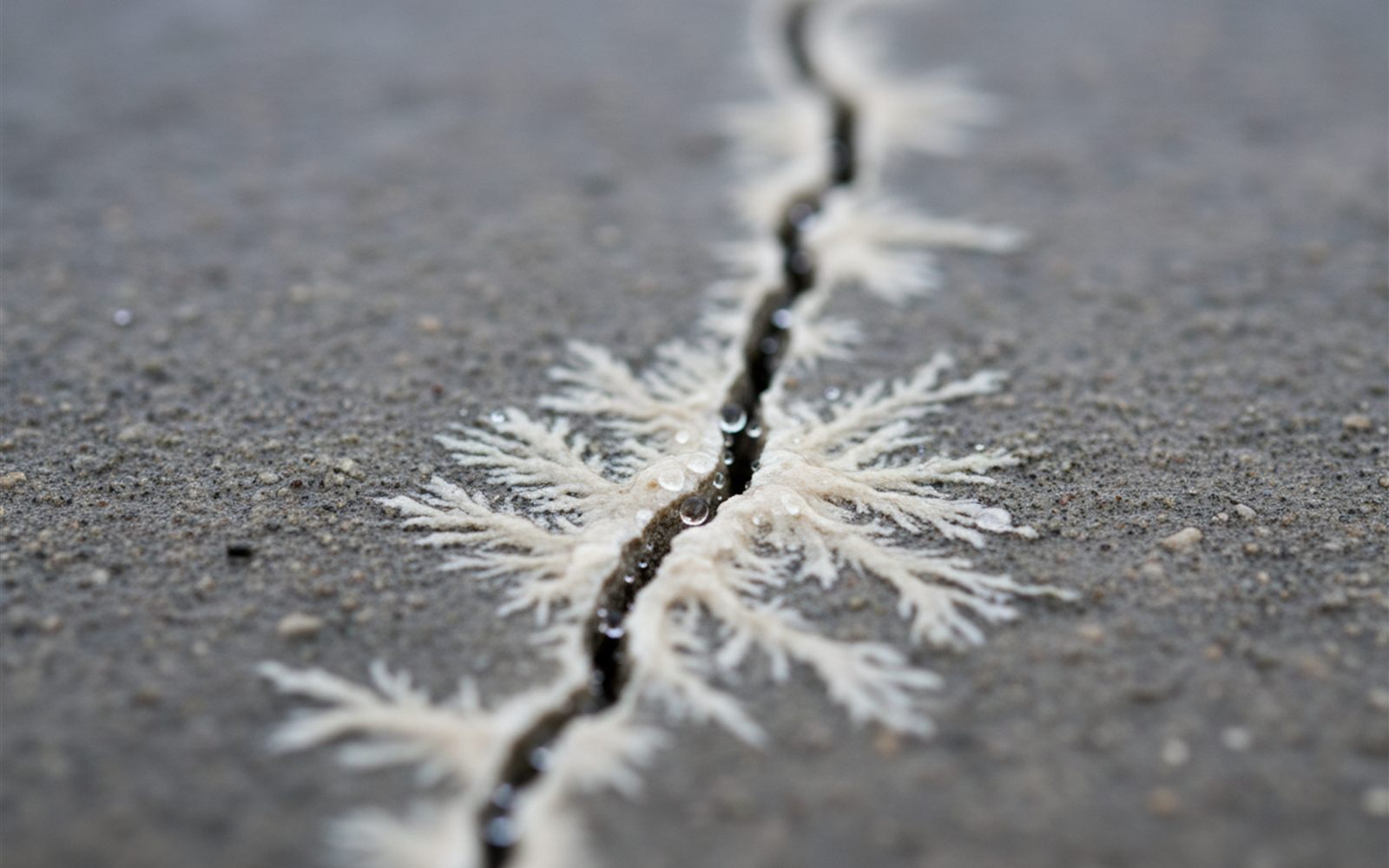 A thin crack in gray concrete slowly fills itself with pale mineral until it seals shut.